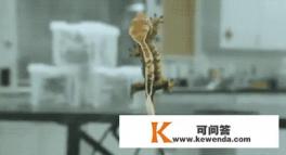 壁虎好像无毒，为什么和蜈蚣、蝎子、毒蛇、蟾蜍一起合称五毒