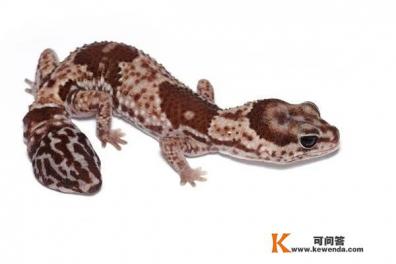 壁虎好像无毒，为什么和蜈蚣、蝎子、毒蛇、蟾蜍一起合称五毒