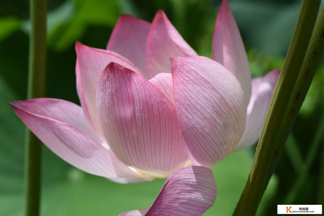 D750尼康优缺点都有哪些