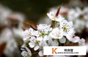 赏析‘忽如一夜春风来，千树万树梨花开’