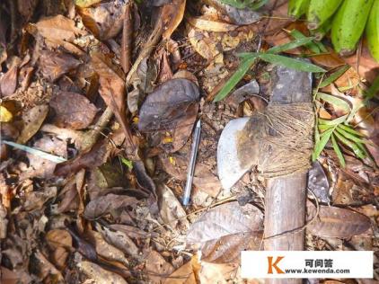 部落求生怎么获得各种各样的种子