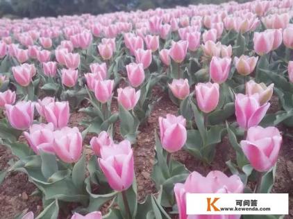 大连旅游公交专线在火车站哪乘车