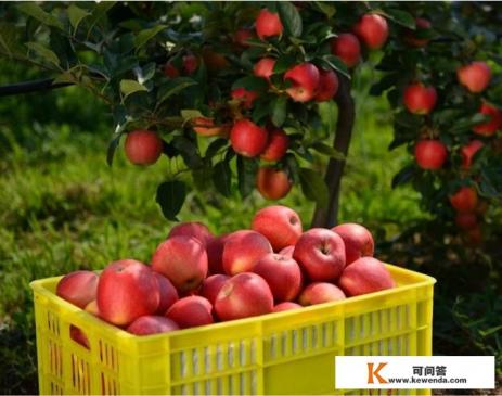 新苹果已上市，价格达4块，今年的苹果价格会“疯狂”吗