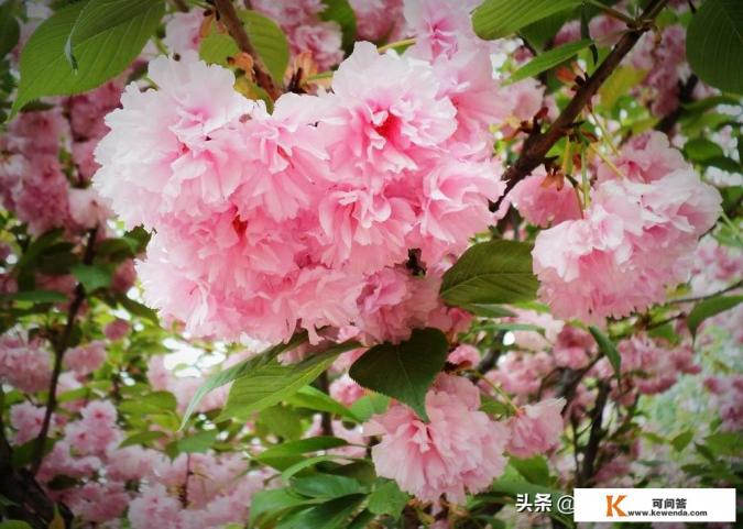 5月份还可以去日本吗