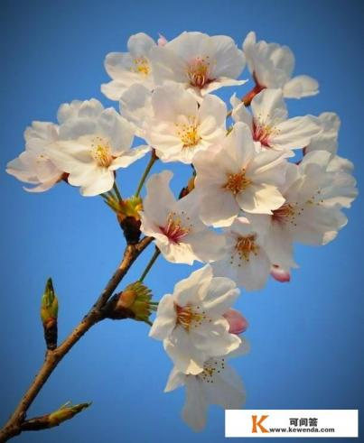5月份还可以去日本吗