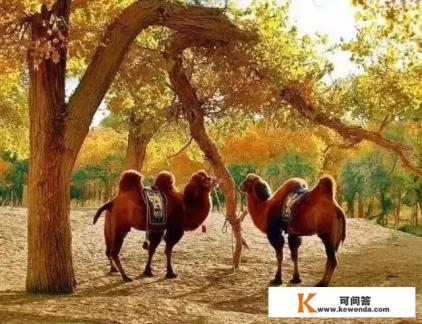2018年秋天你最想去的旅游、摄影地点是哪里
