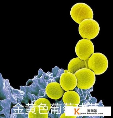 你讨不讨厌《美食大战老鼠》这款游戏