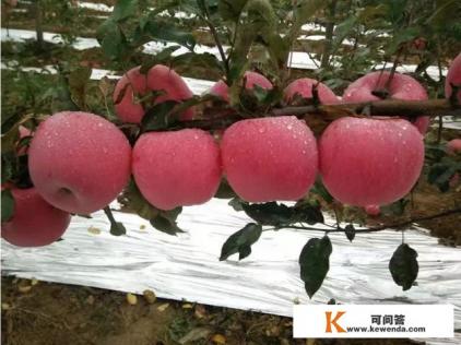 6亩果园怎样规划乡村旅游