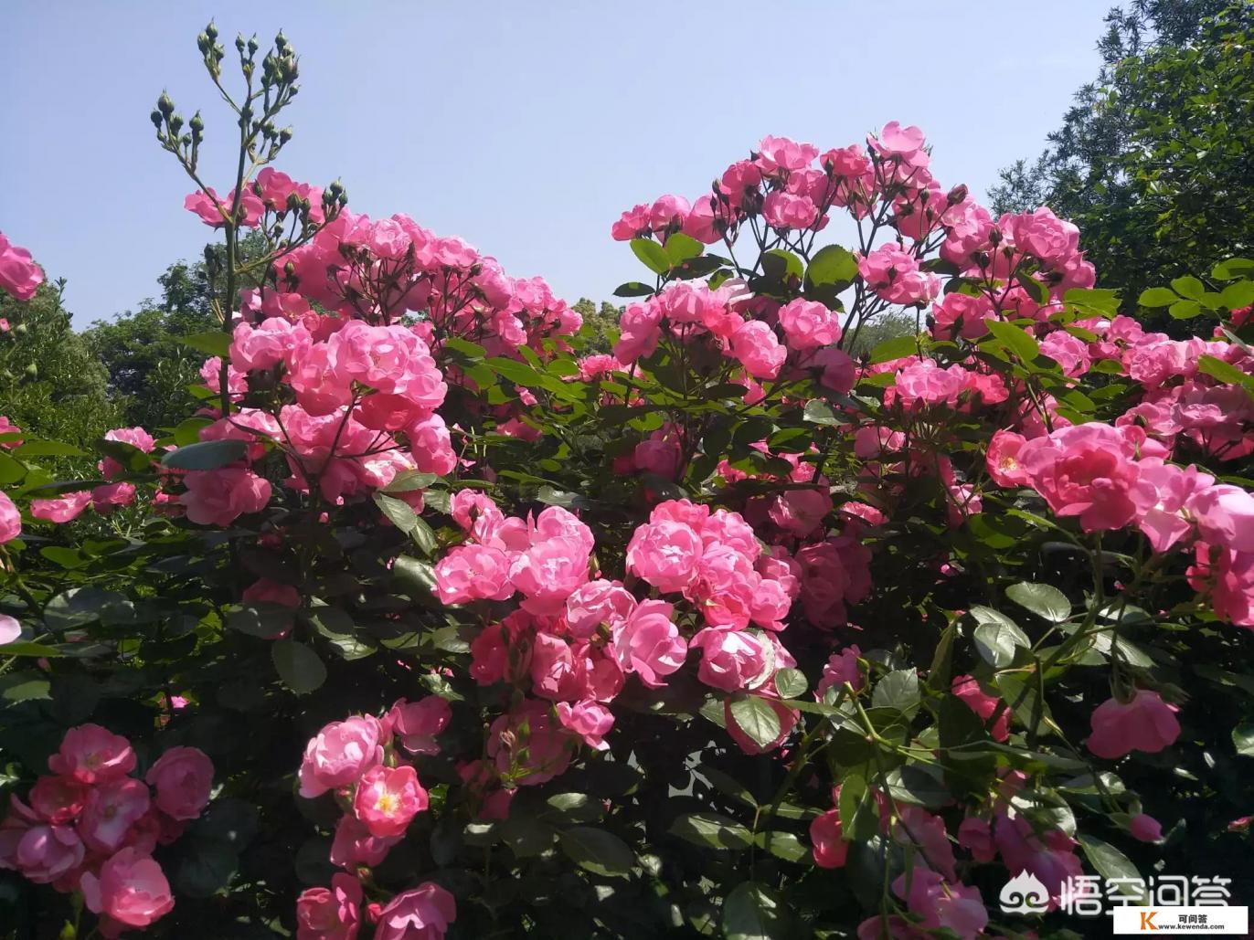 旅游如何解决就业？为什么说旅游业可以促进就业和经济社会发展