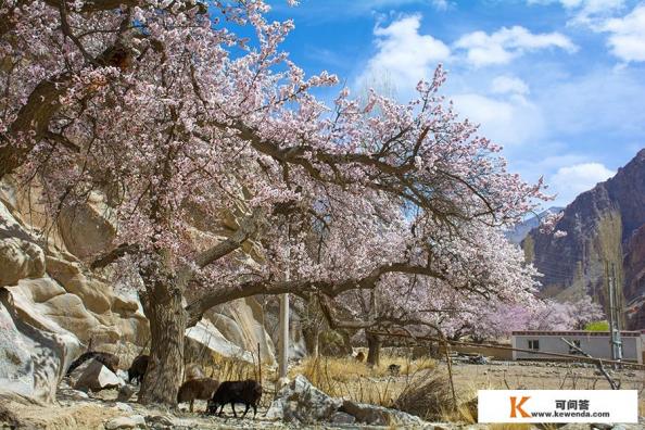 我今年想去新疆旅游,几月份去最好看,大约得需多少天 我今年想去新疆旅游,几月份去最好看,大约得需多少天