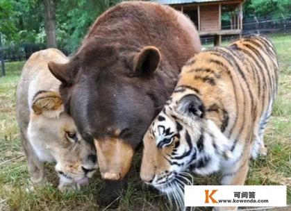 为什么在印度，老虎和亚洲狮完全可以在野外共存