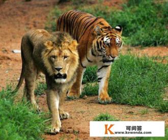 为什么在印度，老虎和亚洲狮完全可以在野外共存