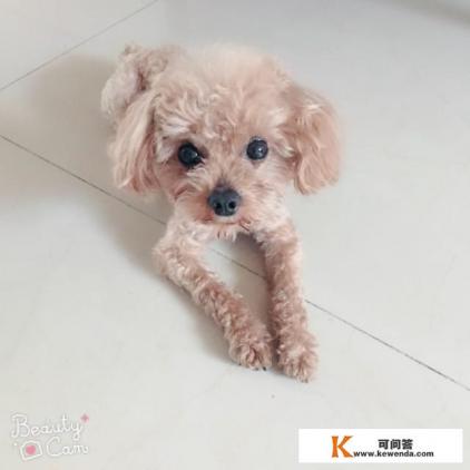为什么有些人自驾游喜欢带条狗