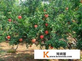 林徽因说过不要错过一个爱你的人