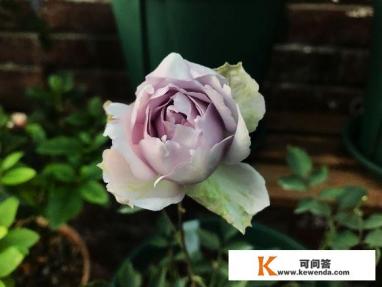 如何区分进口玫瑰与国产玫瑰