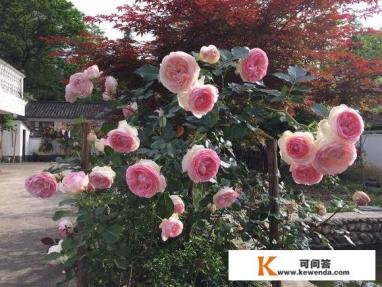 如何区分进口玫瑰与国产玫瑰