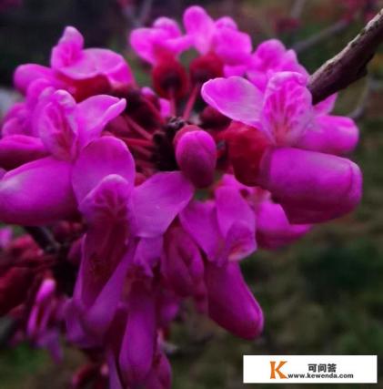 今年清明节，适合出去旅游吗