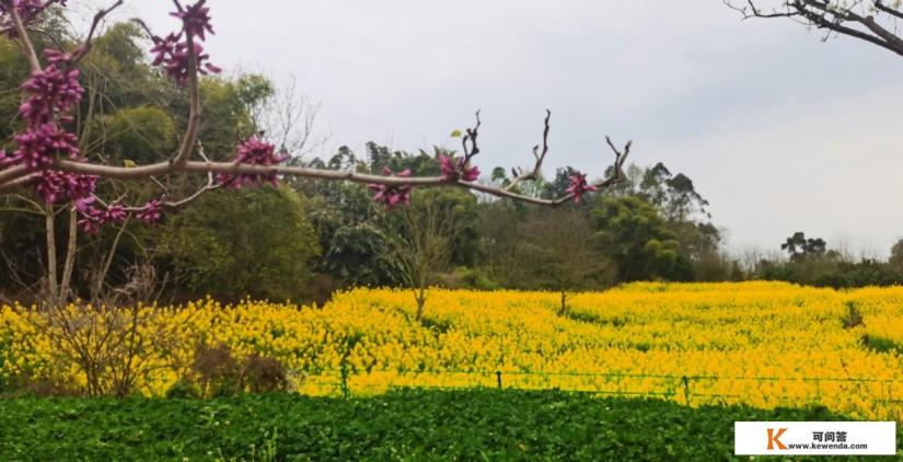今年清明节，适合出去旅游吗