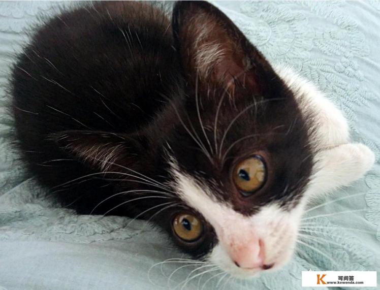 #宠爱日#家里已经有一只猫，又想把小区的流浪猫领回家，我要注意什么