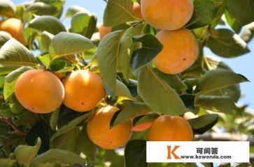 甜柿子与涩柿子的区别有哪些