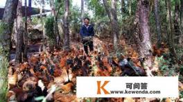 在农村大山养生态土鸡是否有前景 在农村大山养生态土鸡是否有前景
