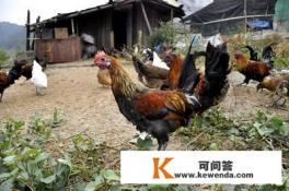 在农村大山养生态土鸡是否有前景 在农村大山养生态土鸡是否有前景
