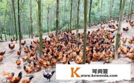在农村大山养生态土鸡是否有前景 在农村大山养生态土鸡是否有前景
