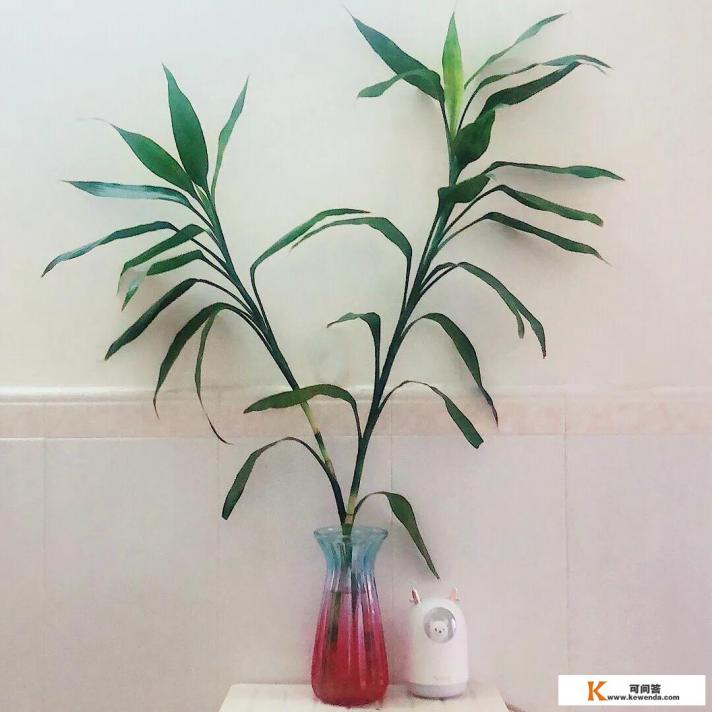 为什么蛇不能惹