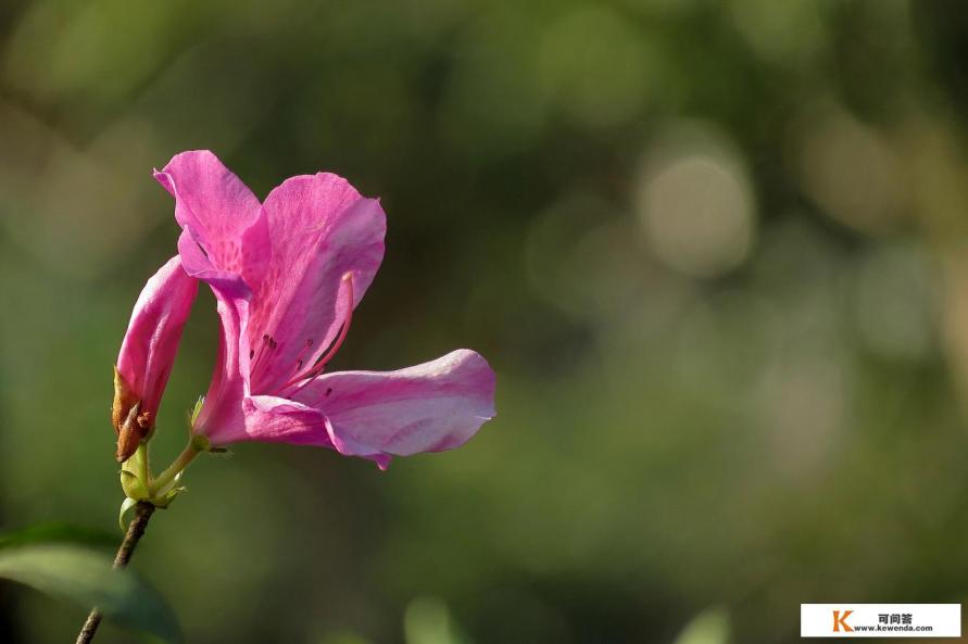 为什么蛇不能惹