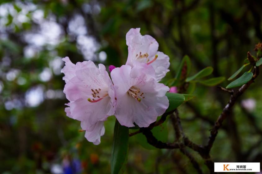 为什么蛇不能惹