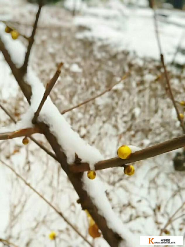 一个村的谈恋爱叫什么恋