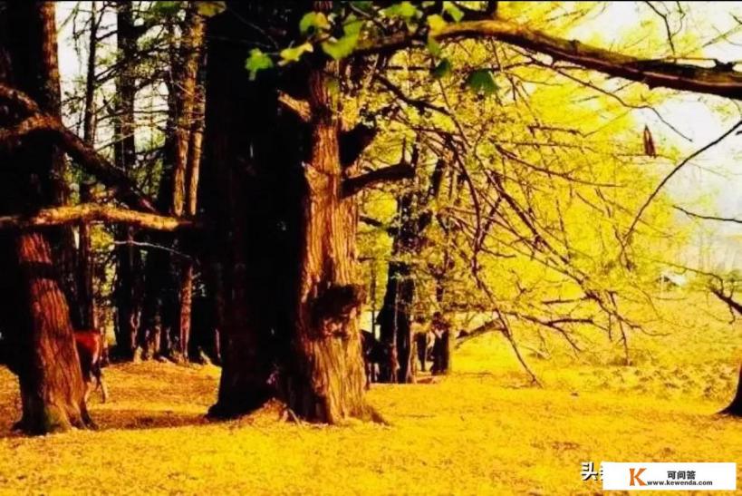 多地通报疫情,距离除夕还有62天,今年春节你还会外出旅游吗 多地通报疫情,距离除夕还有62天,今年春节你还会外出旅游吗