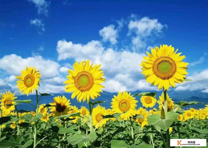 旅游农场补贴标准2021年 旅游农场补贴标准2021年