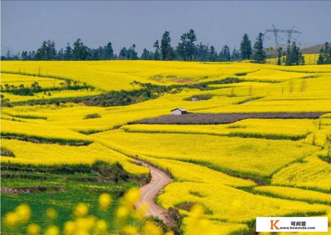 郑州附近油菜花游最佳景点