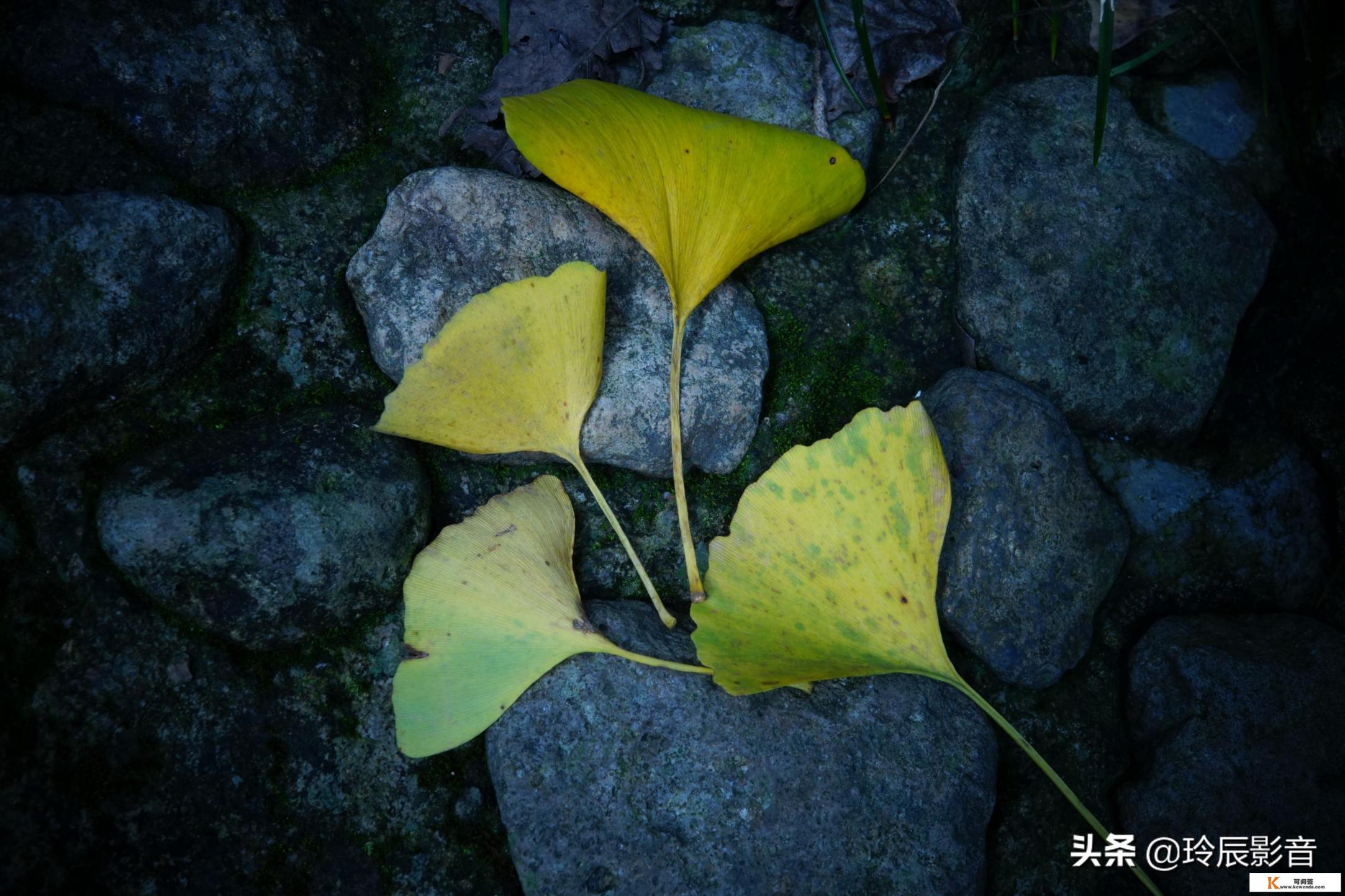 怎么用手机软件Snapseep来给照片调色 怎么用手机软件Snapseep来给照片调色