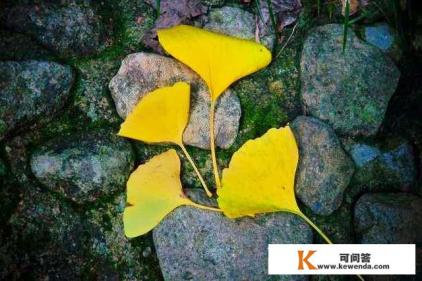 怎么用手机软件Snapseep来给照片调色 怎么用手机软件Snapseep来给照片调色