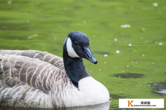 我21岁,喜欢上了一个有夫之妇,已经不能自拔了,该怎么办 我21岁,喜欢上了一个有夫之妇,已经不能自拔了,该怎么办