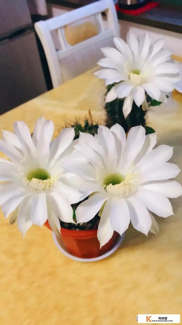 你的一生之敌是什么