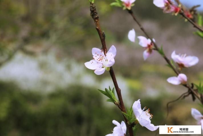 春季如春的城市 春季如春的城市