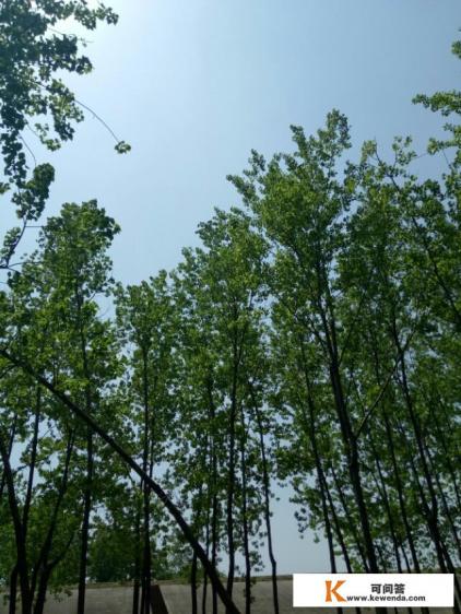 安徽在发展乡村旅游上,取得了哪些成绩 安徽在发展乡村旅游上,取得了哪些成绩