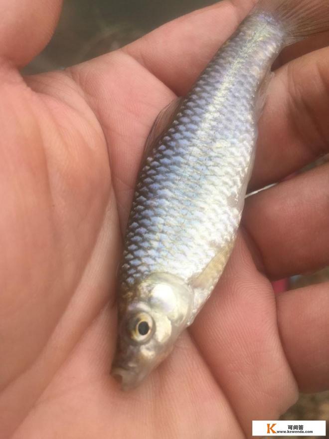 成都周边哪些比较近的免费钓点可以分享