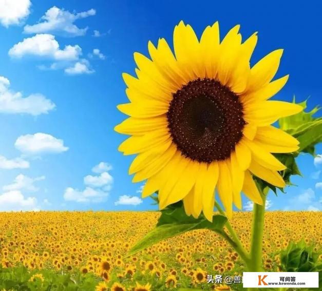 你认为人生要怎样，才能活得一世洒脱