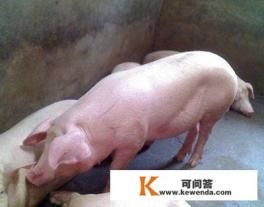 2022.1.12明日猪价屡创新低价养殖户受不了,东北这次能否领涨 2022.1.12明日猪价屡创新低价养殖户受不了,东北这次能否领涨