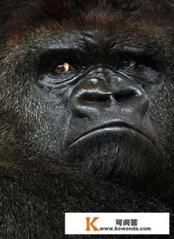 带红外和nfc的手机推荐