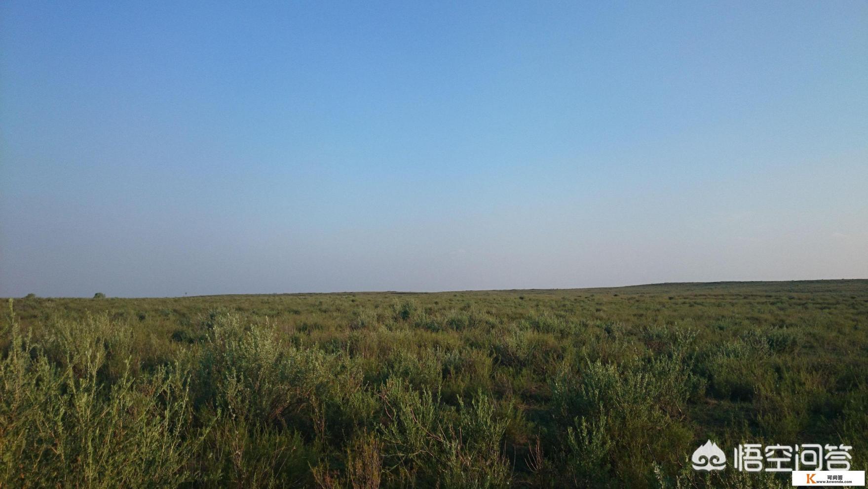 内蒙古鄂尔多斯草原有什么动物 内蒙古鄂尔多斯草原有什么动物