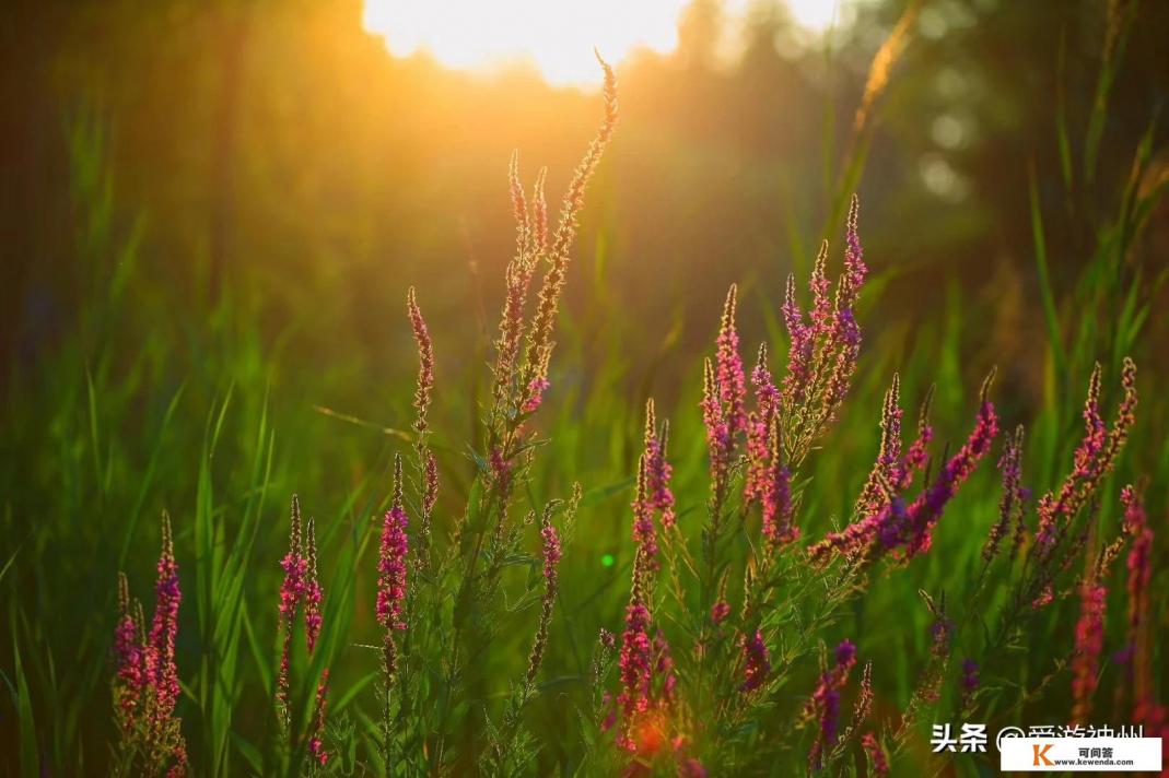 佳能70-200f2.8iS一代与二代f2.8iS在5D4机身画质有何区别 佳能70-200f2.8iS一代与二代f2.8iS在5D4机身画质有何区别