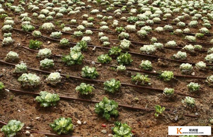 以色列是不是一个沙漠国家