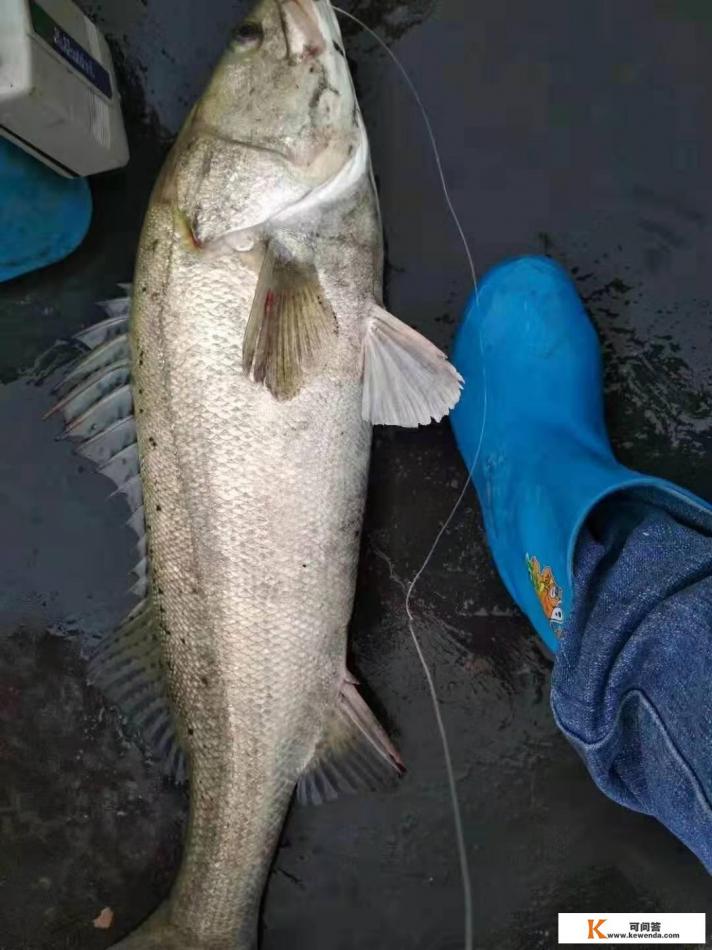 去日照青岛自驾游有好的建议吗?比如哪里的就餐、住宿性价比高 去日照青岛自驾游有好的建议吗?比如哪里的就餐、住宿性价比高