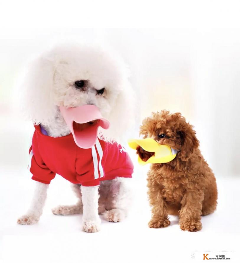 惠比特犬不停叫喊该怎么办