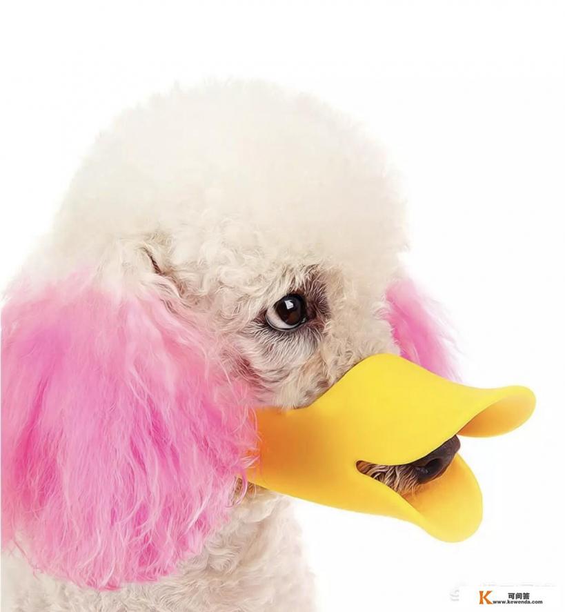 惠比特犬不停叫喊该怎么办